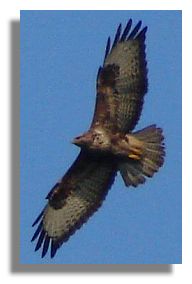 Buzzard