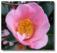 Camellia