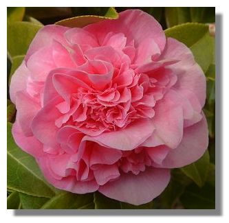 Camellia