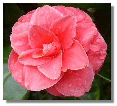 Camellia