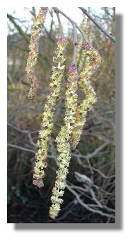 Catkins