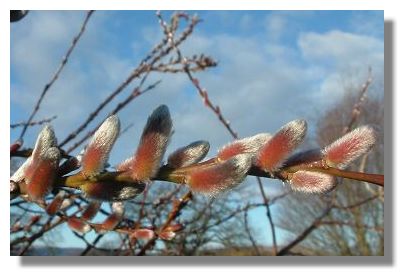 Catkins