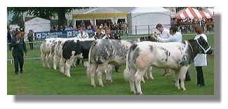 Cattle at the Royal Highland Show