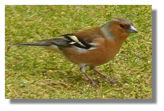 Chaffinch