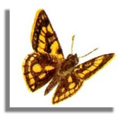 the chequered skipper butterfly one of the world s enda