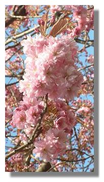 Ornamental Cherry