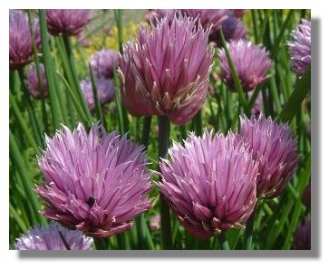 Chives