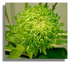 Chrysanthemum