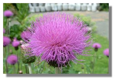 Cirsium