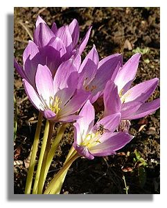 Colchicum