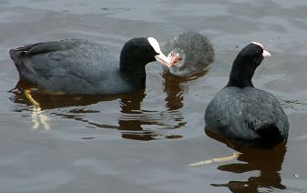 Coot chick