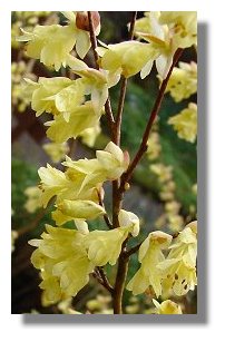 Corylopsis