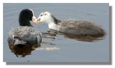 Coot Chick