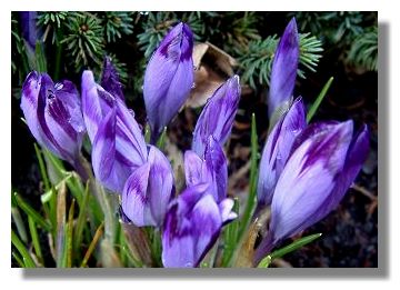 Crocus