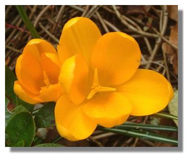 Crocus