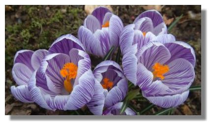 Crocus