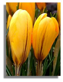 Crocus