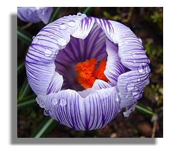 Crocus