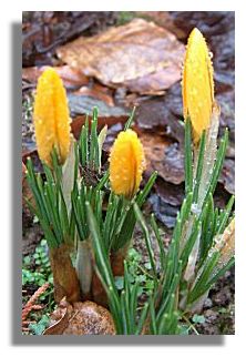Crocus
