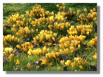 Crocus