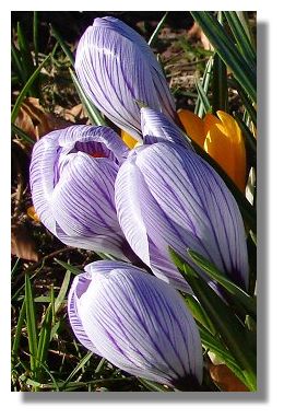 Crocus