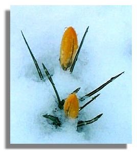 Crocus in the snow