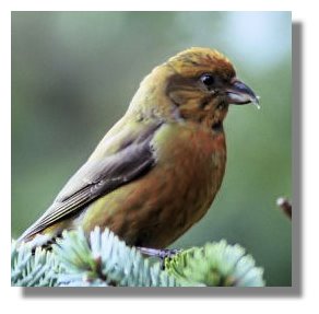 Scottish Crossbill