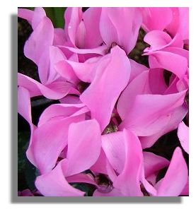Cyclamen