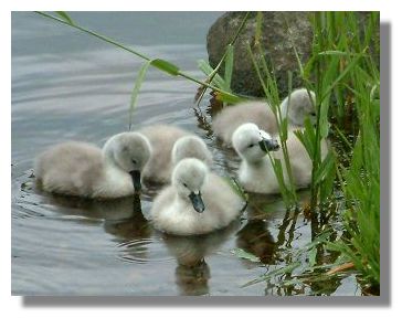 Cygnets