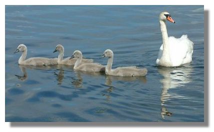 Cygnets