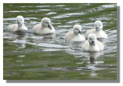 Cygnets
