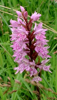 Dactylorhiza Fuschsii
