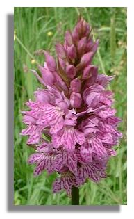 Dactylorhiza fuchsii