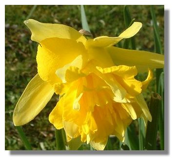 Daffodil