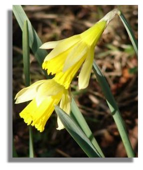 Daffodil