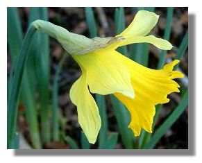 Daffodil