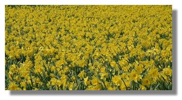 Daffodils in Kilmarnock