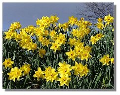 Daffodils