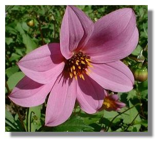 Dahlia at Blair Castle