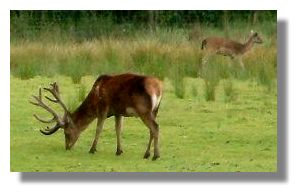 Red Deer