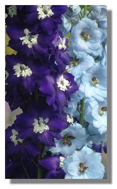 Delphinium