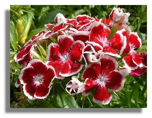 Sweetwilliam Flowers on Sweet William