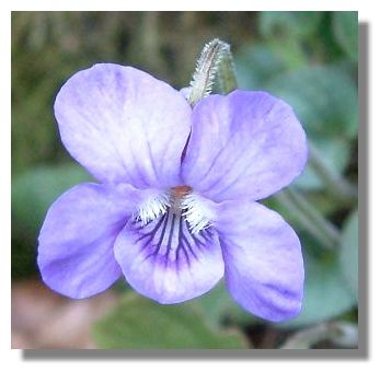 Dog Violet