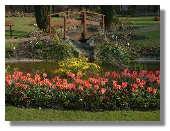 Tulips and marsh marigold