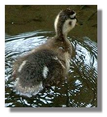 Duckling