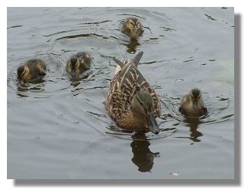 Mallard Ducklings