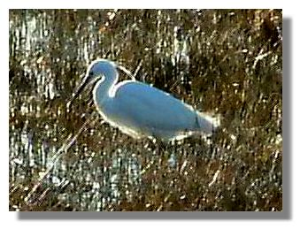 Little Egret
