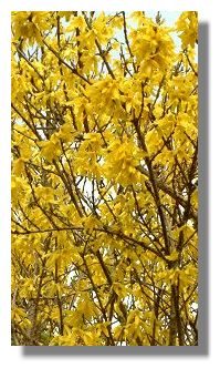 Forsythia