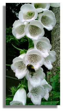 Foxglove