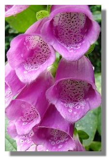 Foxglove